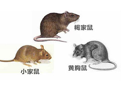 岳阳灭鼠公司
