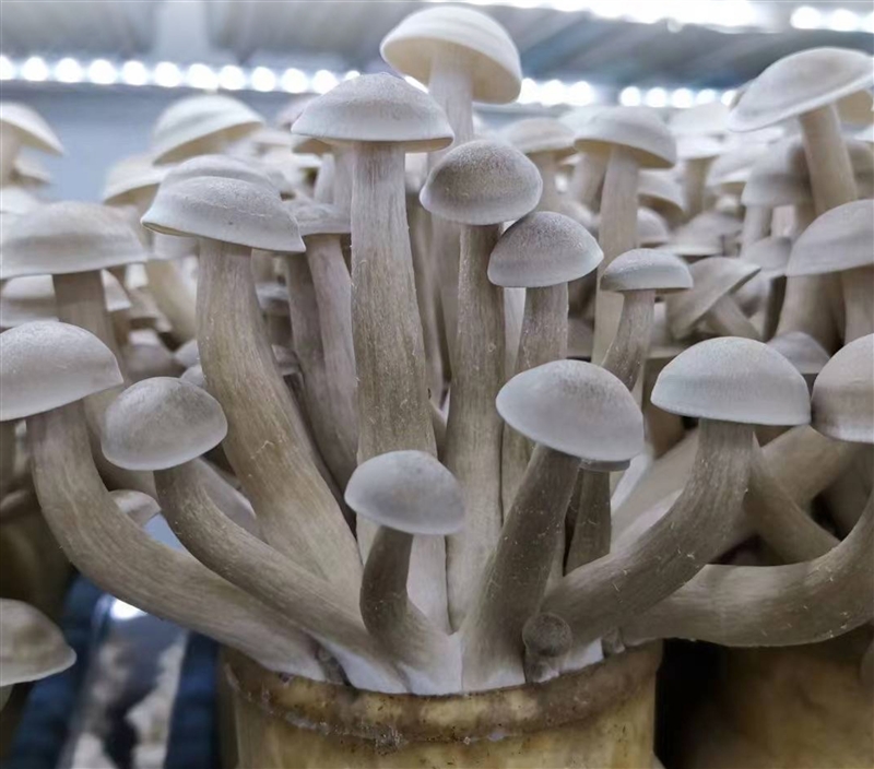 Deer antler mushroom