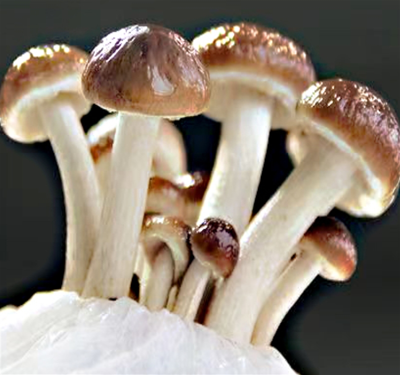 Tea Tree Mushrooms
