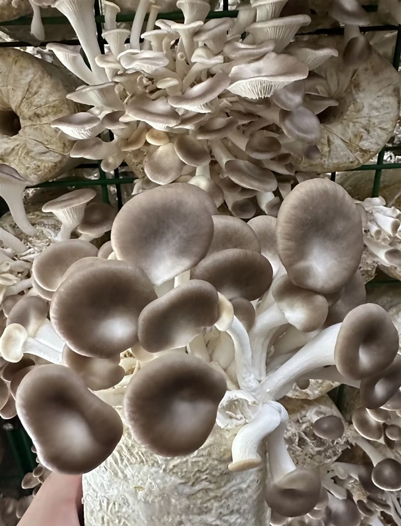 pleurotus geesteranus