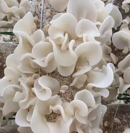 Jade fungus